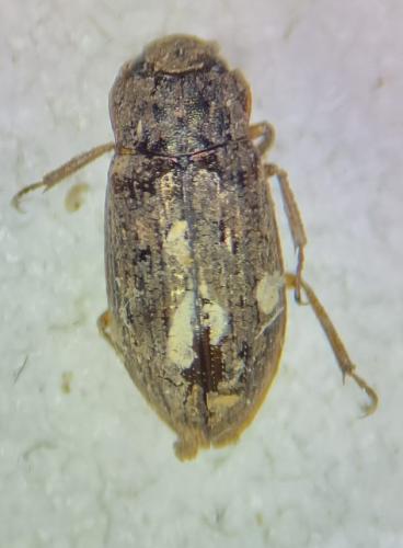 Helophorus sp.
